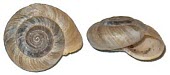 Pyrenaearia parva shells Gastropoda,Stylommatophora,Terrestrial,Hygromiidae,Mollusca,Animalia,Rock,IUCN Red List,Vulnerable,Europe,Pyrenaearia