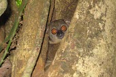 Sahamalaza sportive lemur concealed in tree trunk Adult,Lepilemur,Africa,Lepilemuridae,Mammalia,Data Deficient,Primates,Animalia,Forest,Omnivorous,Terrestrial,Chordata,IUCN Red List