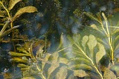 Shining pondweed Ponds and Lakes,Mature form,Habitat,Freshwater,Europe,Aquatic,Liliopsida,Not Evaluated,Fresh water,Photosynthetic,Plantae,IUCN Red List,Najadales,Potamogeton,Ponds and lakes,Tracheophyta,Potamogetonac