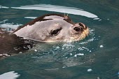 Close up of a Mediterranean monk seal Locomotion,Adult Male,Adult,On top of water,Swimming,Carnivores,Carnivora,Chordates,Chordata,Mammalia,Mammals,Phocidae,True Seals,monachus,Carnivorous,Terrestrial,Aquatic,Rock,Europe,Coastal,Monachus,