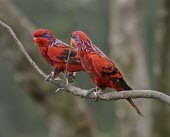 Pair of blue-streaked lories on a branch Adult,Meetings with others of same species,Intra-specific behaviours,Appendix II,Psittacidae,reticulata,Psittaciformes,Chordata,Near Threatened,Asia,Aves,Sub-tropical,Flying,Animalia,Eos,Agricultural,