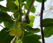 Mauritius olive white-eye on branch Adult,Agricultural,Passeriformes,Animalia,Omnivorous,Arboreal,Chordata,Aves,chloronothus,Africa,Critically Endangered,Zosteropidae,Tropical,Flying,Zosterops,IUCN Red List