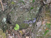 Kuroiwa's ground gecko in habitat Habitat,Species in habitat shot,Adult,Carnivorous,Terrestrial,IUCN Red List,Goniosaurus,Chordata,Sub-tropical,Reptilia,Forest,Asia,Gekkonidae,Animalia,Squamata,Endangered