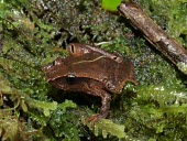 Craugastor podiciferus Adult,Chordata,Animalia,Craugastor,Craugastoridae,Amphibia,Terrestrial,North America,IUCN Red List,Near Threatened,Forest,Anura