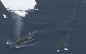 Antarctic minke whales swimming amongst ice Underwater,Adult,How does it live ?,Swimming,Social behaviour,Locomotion,Cetacea,Whales, Dolphins, and Porpoises,Rorquals,Balaenopteridae,Chordates,Chordata,Mammalia,Mammals,Data Deficient,Pacific,bon