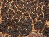 Gloeoheppia turgida on lava rock Gloeoheppiaceae,Lichinales,Gloeoheppia,Photosynthetic,Fungi,Lichinomycetes,Desert,Asia,Ascomycota,Terrestrial