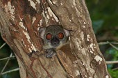 Sahamalaza sportive lemur in tree trunk Forests,Habitat,Adult,Lepilemur,Africa,Lepilemuridae,Mammalia,Data Deficient,Primates,Animalia,Forest,Omnivorous,Terrestrial,Chordata,IUCN Red List