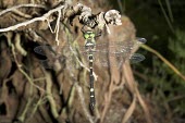 Dorsal view of a male shining macromia dragonfly Aquatic,Insecta,Animalia,Odonata,Europe,Flying,splendens,Macromia,Corduliidae,Terrestrial,Ponds and lakes,Arthropoda,Vulnerable,Carnivorous,Streams and rivers,IUCN Red List