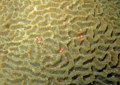 Close up of Platygyra sinensis spawning Symbiotic,Coral reef,Marine,Pacific,Animalia,Aquatic,Appendix II,Least Concern,Cnidaria,Platygyra,Particulate,IUCN Red List,Scleractinia,Indian,Anthozoa,Faviidae,CITES