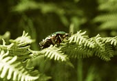 Side view of a rose chafer Insecta,Terrestrial,Scarabidae,Cetonia,North America,Herbivorous,Europe,Arthropoda,Animalia,Common,Flying,Temperate,Coleoptera