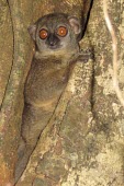 Sahamalaza sportive lemur in tree trunk Adult,Lepilemur,Africa,Lepilemuridae,Mammalia,Data Deficient,Primates,Animalia,Forest,Omnivorous,Terrestrial,Chordata,IUCN Red List