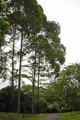 Hopea odorata mature tree Mature form,Theales,Photosynthetic,Terrestrial,Vulnerable,Magnoliopsida,IUCN Red List,Asia,Plantae,Hopea,Tracheophyta,Dipterocarpaceae