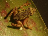 Carvalho's tree toad Adult,Sub-tropical,Chordata,Bufonidae,Endangered,Tropical,South America,IUCN Red List,carvalhoi,Terrestrial,Forest,Dendrophryniscus,Anura,Amphibia,Animalia