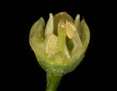 Pouteria benai flower, medial section Leaves,Sapotaceae,Magnoliopsida,Forest,Pouteria,Tracheophyta,Terrestrial,Plantae,IUCN Red List,South America,Ebenales,Photosynthetic,Vulnerable