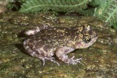 Kirthisinghe's rock frog Adult,Critically Endangered,Sub-tropical,Ranidae,Terrestrial,Aquatic,marmorata,Amphibia,Animalia,Streams and rivers,Asia,Nannophrys,Rainforest,Chordata,Anura,IUCN Red List