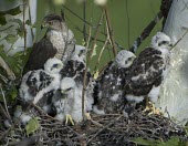 Cooper's hawk chicks in the nest Chick,Adult,Aves,Birds,Ciconiiformes,Herons Ibises Storks and Vultures,Chordates,Chordata,Accipitridae,Hawks, Eagles, Kites, Harriers,Falconiformes,South America,CITES,Flying,Appendix III,Least Concer