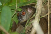 Sahamalaza sportive lemur close up Habitat,Adult,Forests,Lepilemur,Africa,Lepilemuridae,Mammalia,Data Deficient,Primates,Animalia,Forest,Omnivorous,Terrestrial,Chordata,IUCN Red List