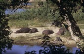 Group of hippopotamuses dozing on river bank Species in habitat shot,Freshwater,Streams and Rivers,Habitat,Adult,Hippopotamidae,Hippopotamuses,Mammalia,Mammals,Even-toed Ungulates,Artiodactyla,Chordates,Chordata,Appendix II,Aquatic,Ponds and lak
