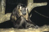 Siberut macaque, captive individual Adult,Primates,Chordates,Chordata,Mammalia,Mammals,Old World Monkeys,Cercopithecidae,Macaca,CITES,Tropical,Omnivorous,Vulnerable,Terrestrial,Forest,Appendix II,Animalia,Asia,Arboreal,IUCN Red List