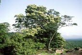 Gilletiodendron glandulosum in habitat Leaves,Mature form,Species in habitat shot,Habitat,Gilletiodendron,Leguminosae,Africa,Vulnerable,Terrestrial,Tracheophyta,Magnoliopsida,Photosynthetic,Forest,Fabales,Plantae,IUCN Red List