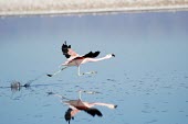 Andean flamingo taking off from water Locomotion,Flying,Take-off,Adult,Chordata,Phoenicopteridae,South America,Animalia,Vulnerable,Appendix II,Phoenicoparrus,Herbivorous,andinus,Ciconiiformes,Aves,Mountains,Ponds and lakes,IUCN Red List