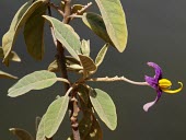 Solanum lidii flower and leaves Flower,Mature form,Leaves,Europe,Magnoliopsida,Scrub,Rock,Solanales,Plantae,Photosynthetic,Terrestrial,Critically Endangered,Solanum,IUCN Red List,Solanaceae,Tracheophyta