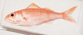 Ruby snapper specimen Adult,Chordata,Animalia,Pacific,Actinopterygii,Aquatic,Ocean,Data Deficient,Etelis,Lutjanidae,Carnivorous,Marine,Perciformes,IUCN Red List