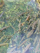 Kunming snout trout swimming in spring Species in habitat shot,Habitat,Adult,Aquatic,Critically Endangered,Schizothorax,Chordata,Actinopterygii,Omnivorous,Ponds and lakes,Streams and rivers,grahami,Animalia,Cypriniformes,Cyprinidae,Asia,IU