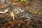 Cotton deermouse, side profile Adult,Cricetidae,Rodents,Rodentia,Chordates,Chordata,Mammalia,Mammals,Temperate,Grassland,North America,Sand-dune,Shore,Aquatic,Fresh water,Agricultural,Sub-tropical,Tropical,Wetlands,Terrestrial,Arbo