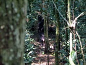 Bonobo party moving through forest Social behaviour,Locomotion,Walking,How does it live ?,Primates,Chordates,Chordata,Hominids,Hominidae,Mammalia,Mammals,Terrestrial,Temperate,Appendix I,Pan,paniscus,Africa,Endangered,Animalia,IUCN Red