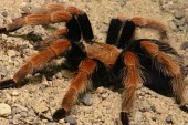 Mexican rustleg tarantula Scrub,Brachypelma,Arachnida,Animalia,Terrestrial,Theraphosidae,Appendix II,Araneae,South America,Arthropoda,Carnivorous