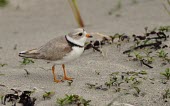 Piping plover on beach Habitat,Adult,Species in habitat shot,Aves,Birds,Charadriidae,Lapwings, Plovers,Chordates,Chordata,Ciconiiformes,Herons Ibises Storks and Vultures,Ponds and lakes,Brackish,Wetlands,Flying,Charadrius,O