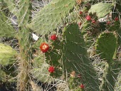 Florida semaphore cactus Mature form,Caryophyllales,Tracheophyta,Plantae,Consolea,Cactaceae,Magnoliopsida,IUCN Red List,Critically Endangered