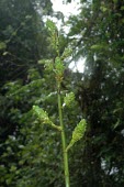Guzmania hollinensis Mature form,Plantae,Bromeliales,Vulnerable,Tracheophyta,Bromeliaceae,Forest,Guzmania,Terrestrial,Liliopsida,South America,Photosynthetic,IUCN Red List