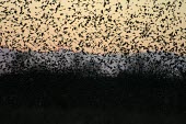 European starling flock at winter roost site Flying,Locomotion,Chordates,Chordata,Perching Birds,Passeriformes,Aves,Birds,Sturnidae,Starlings,Sturnus,Europe,Temperate,Wildlife and Conservation Act,Africa,Common,Terrestrial,Australia,Omnivorous,A