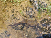 Sierra Nevada yellow-legged frog tadpole with hind legs Various larval or tadpole stages,Anura,Aquatic,Terrestrial,Rana,Streams and rivers,Endangered,Amphibia,Ponds and lakes,Ranidae,Chordata,Animalia,Fresh water,IUCN Red List,North America
