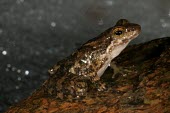 Eungella torrent frog on rock Adult,Terrestrial,Chordata,IUCN Red List,Forest,Australia,Animalia,Critically Endangered,Myobatrachidae,Anura,Sub-tropical,Amphibia,Taudactylus,Fresh water,Streams and rivers,Aquatic,eungellensis
