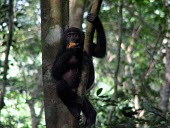 Bonobo juvenile eating fruit Feeding,Feeding behaviour,Juvenile,Primates,Chordates,Chordata,Hominids,Hominidae,Mammalia,Mammals,Terrestrial,Temperate,Appendix I,Pan,paniscus,Africa,Endangered,Animalia,IUCN Red List