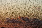 Mass of European starlings flocking at winter roost site Social behaviour,Flying,How does it live ?,Locomotion,Chordates,Chordata,Perching Birds,Passeriformes,Aves,Birds,Sturnidae,Starlings,Sturnus,Europe,Temperate,Wildlife and Conservation Act,Africa,Commo