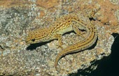 Lygodactylus mirabilis Adult,Grassland,Critically Endangered,Mountains,Chordata,IUCN Red List,Lygodactlyus,Gekkonidae,Terrestrial,Squamata,Africa,Reptilia,Animalia,Rock