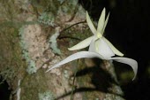 Ghost orchid in flower Flower,Mature form,Liliopsida,Orchidaceae,Wetlands,Photosynthetic,Dendrophylax,Arboreal,North America,Tracheophyta,Appendix II,Orchidales,Plantae
