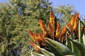 Aloe sinkatana in flower Mature form,Flower,IUCN Red List,Terrestrial,Plantae,Photosynthetic,Liliopsida,Aloaceae,Liliales,Aloe,Africa,Endangered,Scrub,Tracheophyta