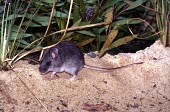 Smoky mouse in captivity Adult,Chordates,Chordata,Rats, Mice, Voles and Lemmings,Muridae,Rodents,Rodentia,Mammalia,Mammals,fumeus,Terrestrial,Australia,Forest,Endangered,Omnivorous,Animalia,Pseudomys,IUCN Red List