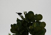 Venezuelan flowerpiercer perched Adult,Adult Male,Aves,Flying,Passeriformes,Animalia,Diglossa,Tropical,South America,Chordata,Thraupidae,Endangered,Terrestrial,Forest,IUCN Red List