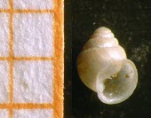 Zospeum exiguum Gastropoda,Vulnerable,Ellobiidae,Aquatic,Zospeum,IUCN Red List,Mollusca,Wetlands,Animalia,Eupulmonata,Europe,Fresh water
