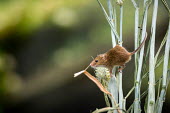 Harvest mouse 1 mouse,rodent,Harvest mouse,Micromys minutus,British Wildlife Centre,Lingfield,Surrey,Captive,Rodents,Rodentia,Chordates,Chordata,Mammalia,Mammals,Rats, Mice, Voles and Lemmings,Muridae,Europe,Grasslan