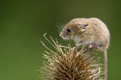 Harvest mouse 5 Helen Haden mouse,rodent,Harvest mouse,Micromys minutus,teasel,British Wildlife Centre,Lingfield,Surrey,Captive,Rodents,Rodentia,Chordates,Chordata,Mammalia,Mammals,Rats, Mice, Voles and Lemmings,Muridae,Europe,Grassland,Near Threatened,Agricultural,Scrub,Micromys,Omnivorous,Terrestrial,minutus,Animalia,IUCN Red List,Least Concern