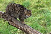 Scottish wildcat cat,feline,Scottish wildcat,Felis silvestris,female,British Wildlife Centre,Lingfield,Surrey,Captive