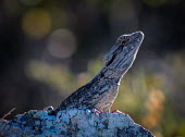 Eastern bearded dragon on rock Jew lizard,reptile,Least Concern,Wild