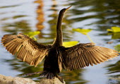 Anhinga with wings outstretched wings,stretched,water bird,Wild